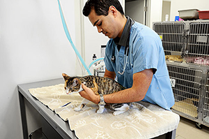 Veterinarian treating a kitten