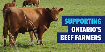 Photo of cow with text: Supporting Ontario's beef farmers