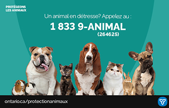 Photo d’animaux avec le texte « Protégeons les animaux. Animal en détresse? Appelez au 1 833 9-ANIMAL (264625) »