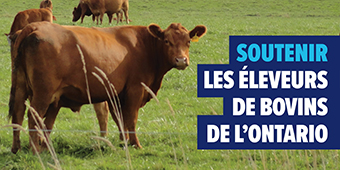 Photo d’une vache, accompagnée du texte « Soutenir les éleveurs de bovins de l’Ontario »